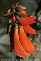 Erythrina lysistemon